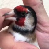 ДУРАГАЙИ.ДОДАСИ2025