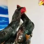 КОРОЛЕВСКИЙ ХУРОЗЛАР QO’QON