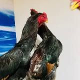 КОРОЛЕВСКИЙ ХУРОЗЛАР QO’QON