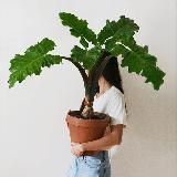 Terracotta & my plants