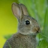 Кролик в твоём сердце