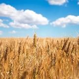 Сарненська міська рада