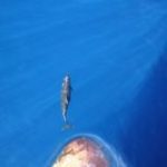 EU Ship Owners (Job For Seamen)