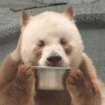 Заметки От Жирокоуча