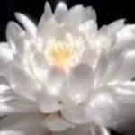 𝕳𝖊𝖗𝖟𝖊𝖓𝖘𝖜𝖆𝖍𝖗𝖍𝖊𝖎𝖙𝖊𝖓DasOriginal