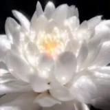 𝕳𝖊𝖗𝖟𝖊𝖓𝖘𝖜𝖆𝖍𝖗𝖍𝖊𝖎𝖙𝖊𝖓DasOriginal