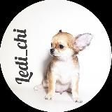 Щенки чихуахуа от ЛедиЧи®