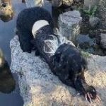 аутентичная