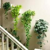 Мой цветник | Комнатные растения и цветы