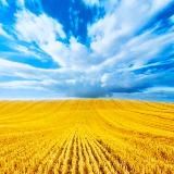 НЕТЕЛЕМАРАФОНnews