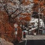 дайфуку вишневий коло хати