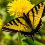 Кукловод | Психология влияния