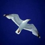 Ricerca della Verità