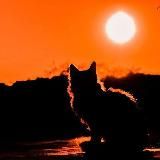 Новый Мировой Бардак