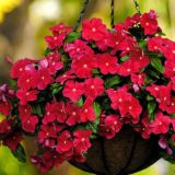 Семена уруглар 946301137