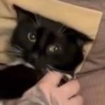 Антон Ванюшов