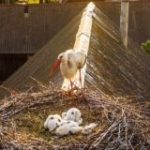 Слуцк говорит