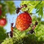 Дача моей мечты