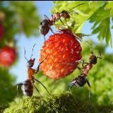 Дача моей мечты