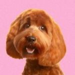 Labradudl.ru – Питомник Лабрадуделей