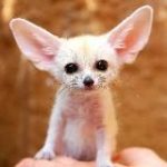 Удивительный мир