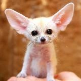 Удивительный мир