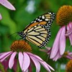 Brahma-Living Mehr als “nur” Natur