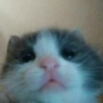 вареники с вишней