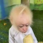 Пон/вахуи и обезьянки