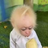 Пон/вахуи и обезьянки