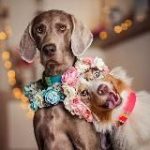 РБ. Породистые собаки в дар