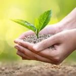 Цветы и растения