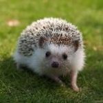 Госпожа Эвелин