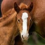 Конный Дворик Ташкент