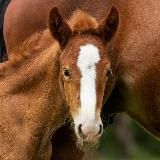 Конный Дворик Ташкент