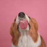 Что в миске?