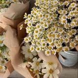 𝒔𝒖𝒏𝒓𝒊𝒔𝒆𝒎𝒔