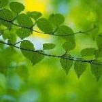 ВДА “Весна”. Спикерские