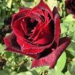 Poeme – SMS d’amour – Philosophie