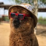 Russian_alpacas / Российские альпаки