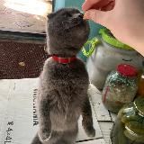 Мысли кубоголового