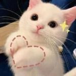 °Сэндвичная средней прожарки° | middfoxx