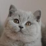 Британские кошки