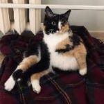 Глупенькое сидение