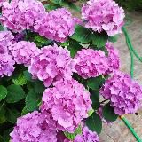 ” Сарафан ” Михайленко Наталья