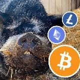 CryptoBoar