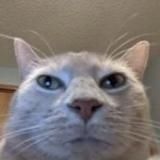 Тиджой – уведомления о стримах