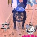 еврейские анекдоты и мопсы