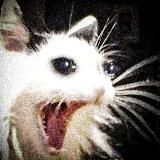 Байки пушистых