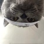 Покемонские же